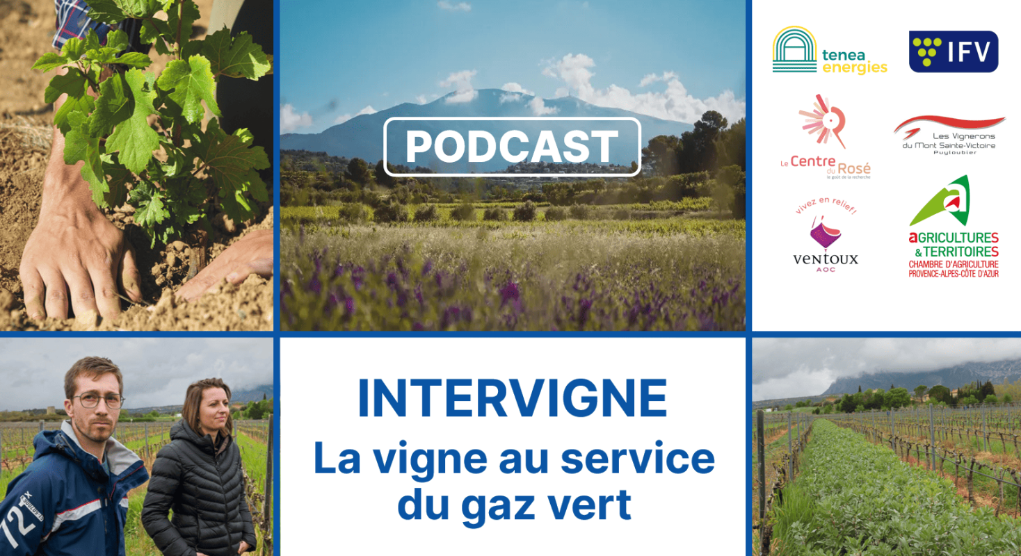 🎧 Podcast : Intervigne, quand la vigne devient source d’énergie renouvelable