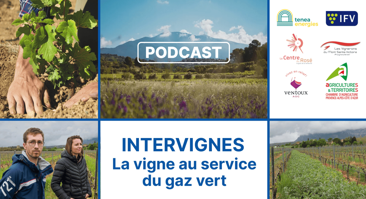 🎧 Podcast: Intervignes, quand la vigne devient source d’énergie renouvelable